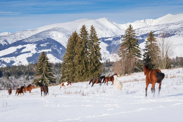 Arka planda karlı dağlarla karda koşan bir at sürüsü..