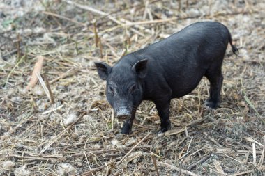 Cute black baby-pigs on the farm