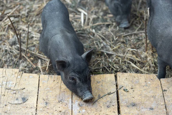 Cute black baby-pigs on the farm
