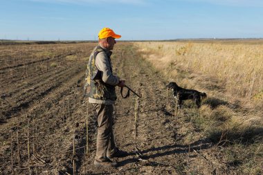 Mature man hunter with gun while walking on field with your dogs