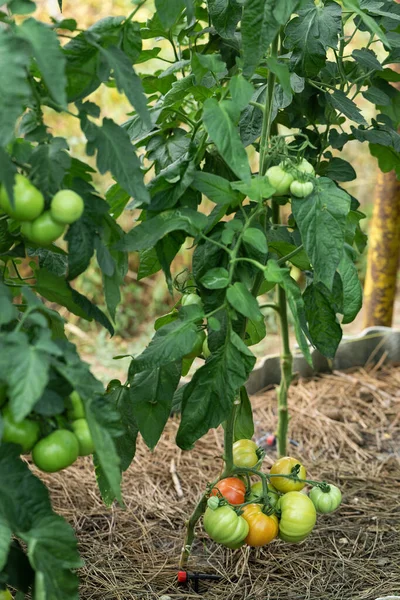 Growing tomatoes in high beds inside a greenhouse. Farming, drip irrigation.