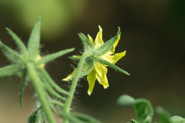 Growing tomatoes in high beds inside a greenhouse. Farming, drip irrigation.