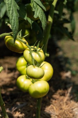 Growing tomatoes in high beds inside a greenhouse. Farming, drip irrigation.