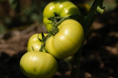 Growing tomatoes in high beds inside a greenhouse. Farming, drip irrigation.