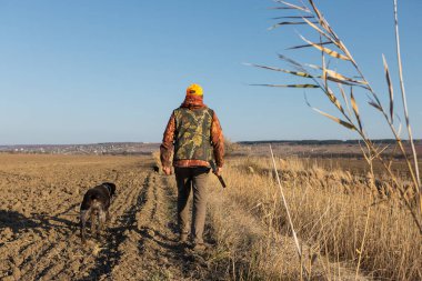 Mature man hunter with gun while walking on field with your dogs