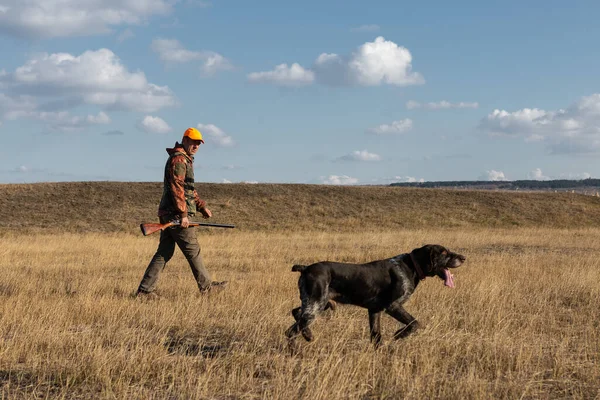 Mature man hunter with gun while walking on field with your dogs