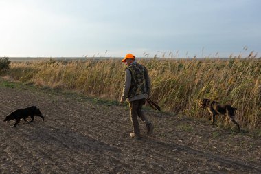 Mature man hunter with gun while walking on field with your dogs