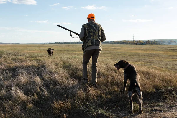 Mature Man Hunter Gun While Walking Field Your Dogs — Stock Fotó