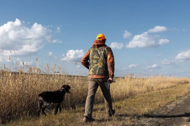 Mature man hunter with gun while walking on field with your dogs