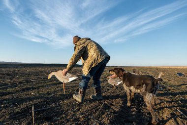 A mature hunter arranges stuffed decoy geese across the field