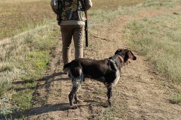 Mature Man Hunter Gun While Walking Field Your Dogs — Stockfoto