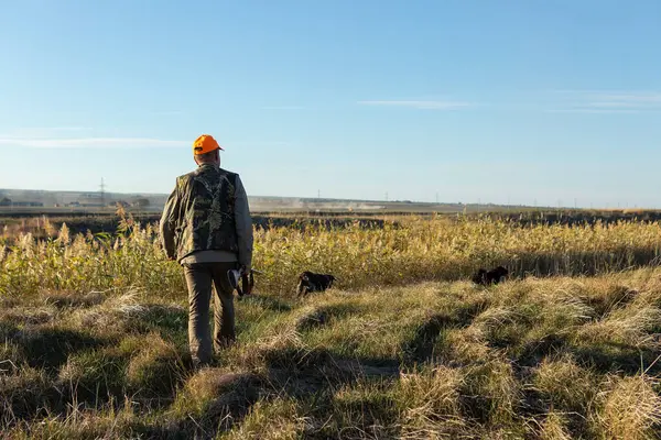 Mature man hunter with gun while walking on field.