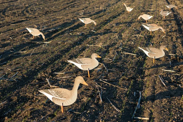 Mature man hunter with gun while walking on field.