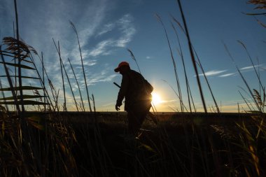 Mature man hunter with gun while walking on field.