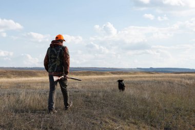 Mature man hunter with gun while walking on field with your dogs