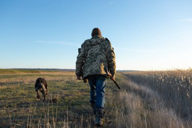 Mature man hunter with gun while walking on field with your dogs
