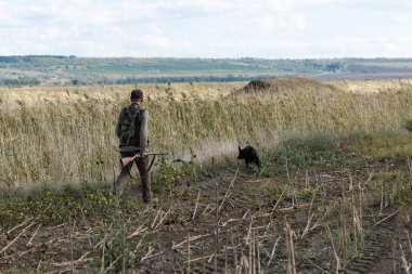 Mature man hunter with gun while walking on field with your dogs