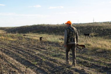 Mature man hunter with gun while walking on field with your dogs