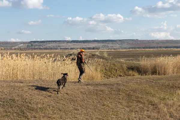 Mature man hunter with gun while walking on field with your dogs