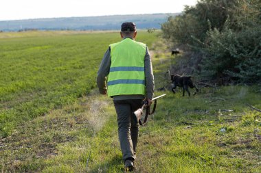 Mature man hunter with gun while walking on field with your dogs