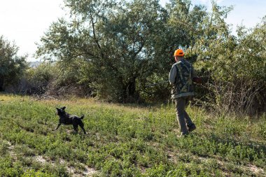Mature man hunter with gun while walking on field with your dogs