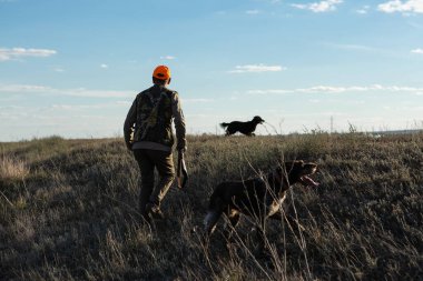 Köpeklerinle tarlada yürürken silahlı yetişkin bir avcı.