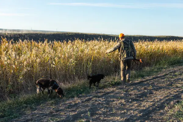 Mature man hunter with gun while walking on field with your dogs