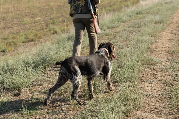 Ώριμος Κυνηγός Όπλο Ενώ Περπατάτε Στο Γήπεδο Σκυλιά Σας Royalty Free Εικόνες Αρχείου
