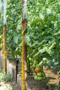 Growing tomatoes in high beds inside a greenhouse. Farming, drip irrigation.