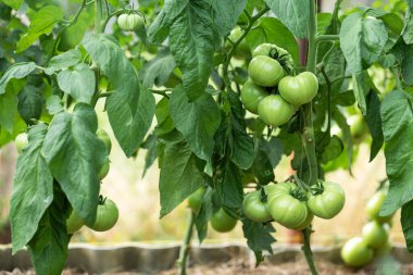 Growing tomatoes in high beds inside a greenhouse. Farming, drip irrigation.
