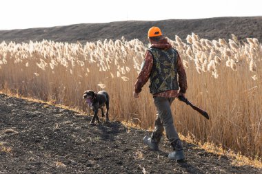 Mature man hunter with gun while walking on field with your dogs