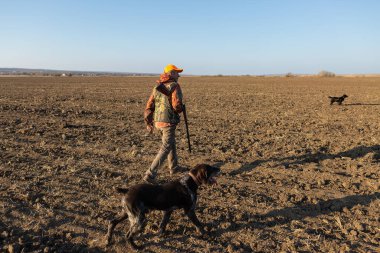 Mature man hunter with gun while walking on field with your dogs
