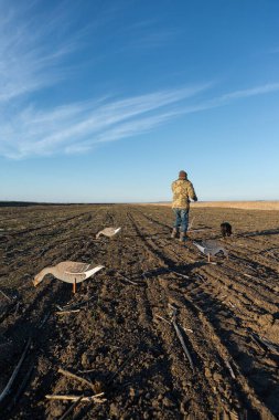 A mature hunter arranges stuffed decoy geese across the field