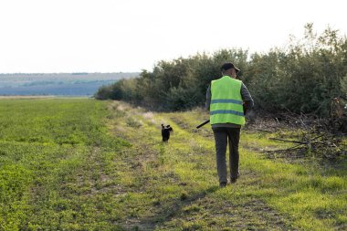 Mature man hunter with gun while walking on field with your dogs
