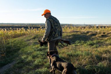 Mature man hunter with gun while walking on field with your dogs