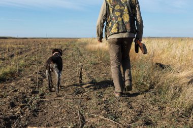 Mature man hunter with gun while walking on field with your dogs