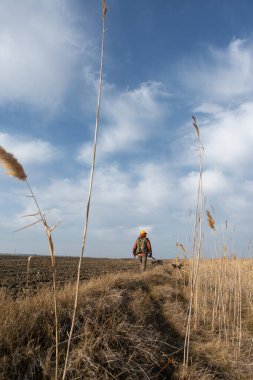 Mature man hunter with gun while walking on field.