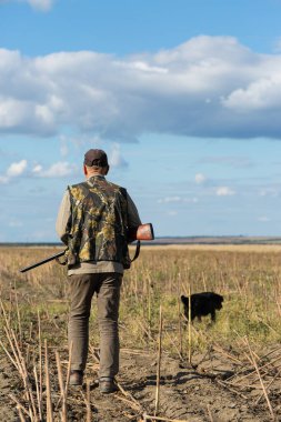 Mature man hunter with gun while walking on field with your dogs