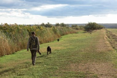 Mature man hunter with gun while walking on field with your dogs clipart