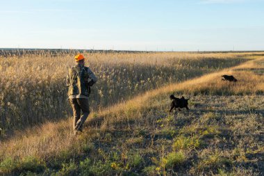 Mature man hunter with gun while walking on field with your dogs