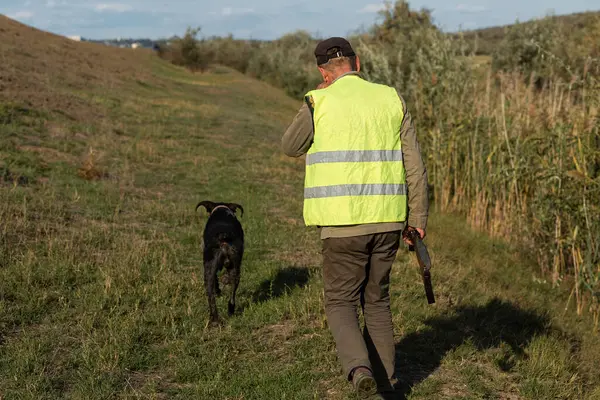 Mature man hunter with gun while walking on field with your dogs