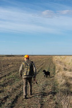 Mature man hunter with gun while walking on field with your dogs