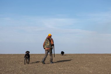 Mature man hunter with gun while walking on field with your dogs