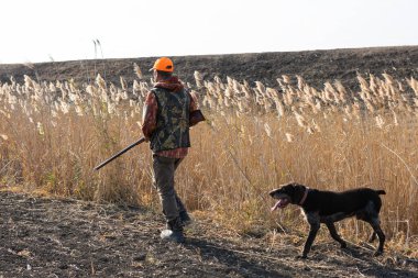 Mature man hunter with gun while walking on field with your dogs