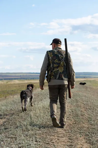 Mature man hunter with gun while walking on field with your dogs