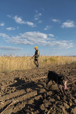 Mature man hunter with gun while walking on field with your dogs