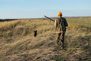 Mature man hunter with gun while walking on field with your dogs