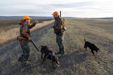Mature man hunter with gun while walking on field with your dogs