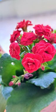 Bright red flowers of a blooming Kalanchoe succulent in a pot close-up on  blurred background, greenhouse, environment
