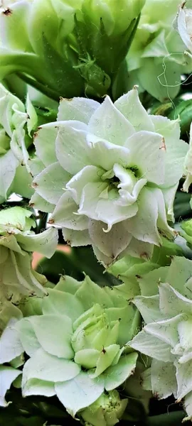 Beautiful white blooming flowers with green leaves of houseplant Kalanchoe (succulent), close-up, potted flowers